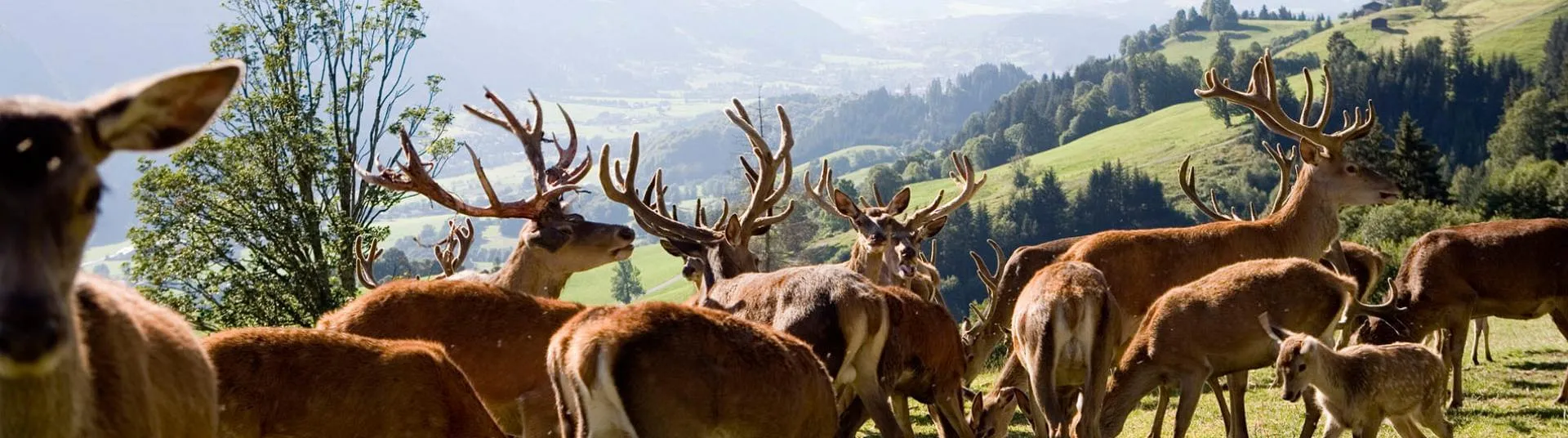 Hirsche auf der Weide