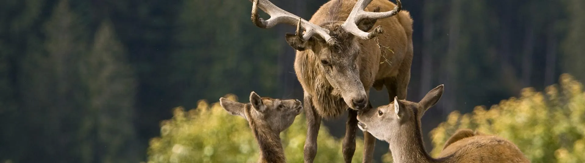 Gl&uuml;ckliche Hirschfamilie