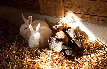 Hasen und Meerschweinchen zum streicheln