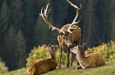 Glückliche Hirschfamilie