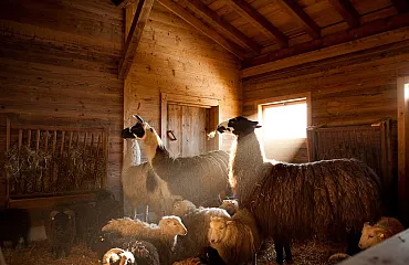 Lamas und Schafe im Stall
